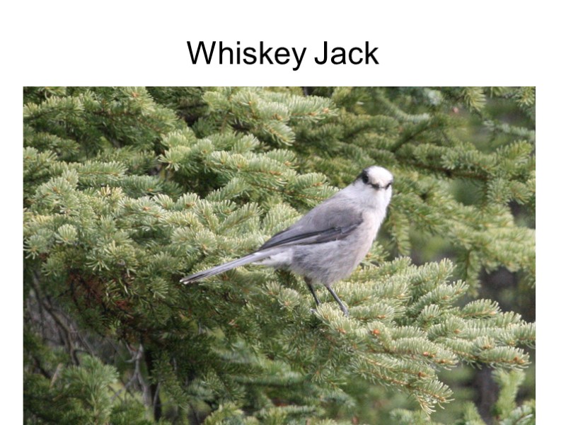 Whiskey Jack